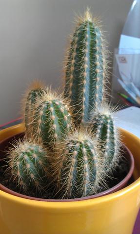 Kaktus 1  - (Kaktus, teilen, trennen)