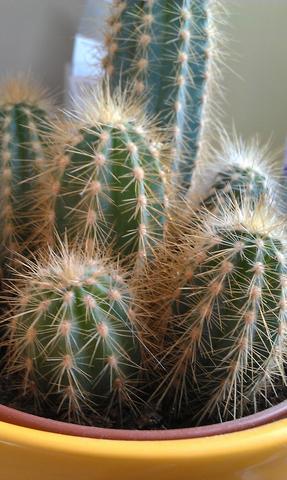 Kaktus 2 - (Kaktus, teilen, trennen)