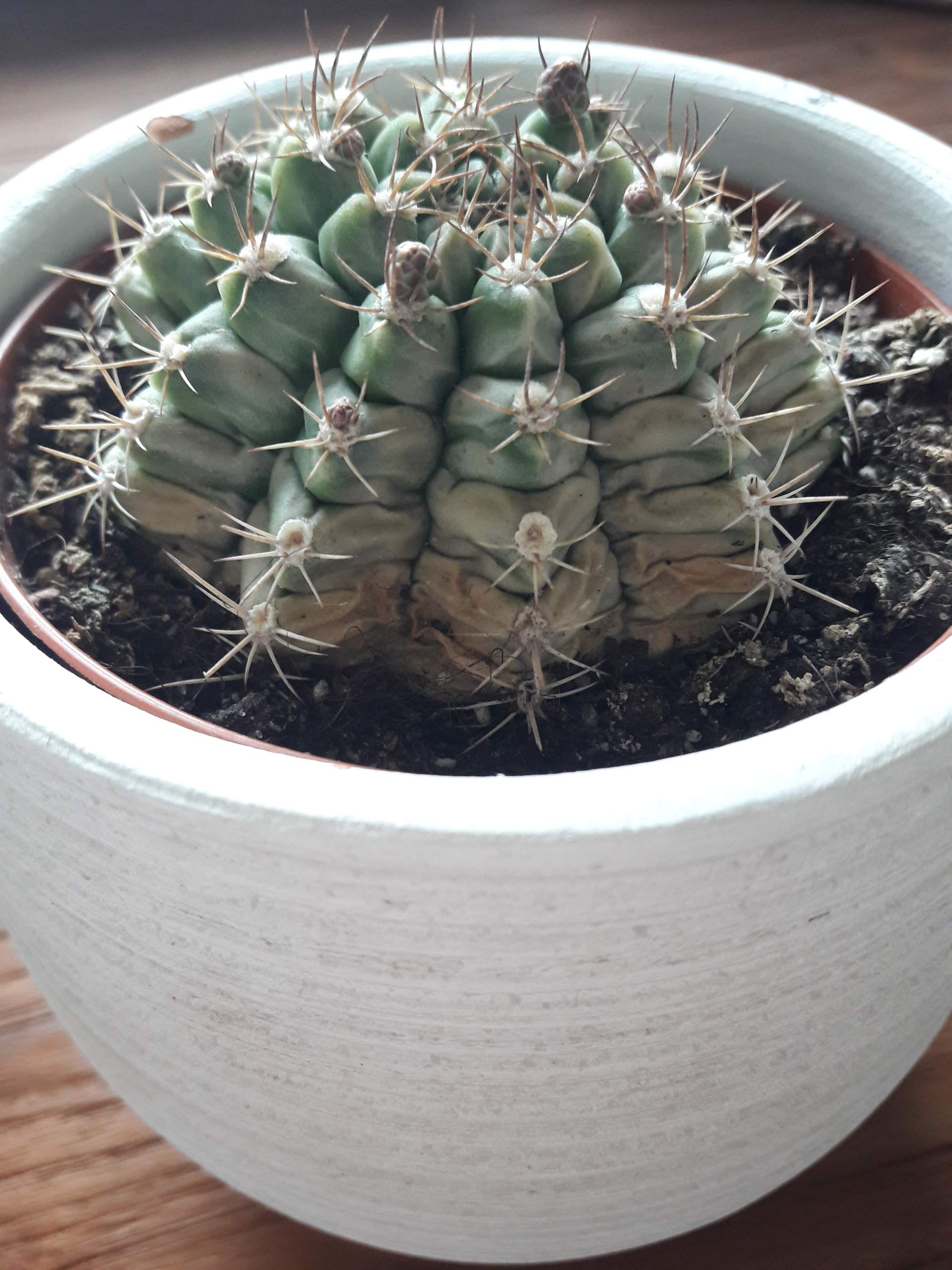 kirschlorbeer wie viele pro meter Portugiesischer Kirschlorbeer Angustifolia Hhe 180-200 cm Ballenware
