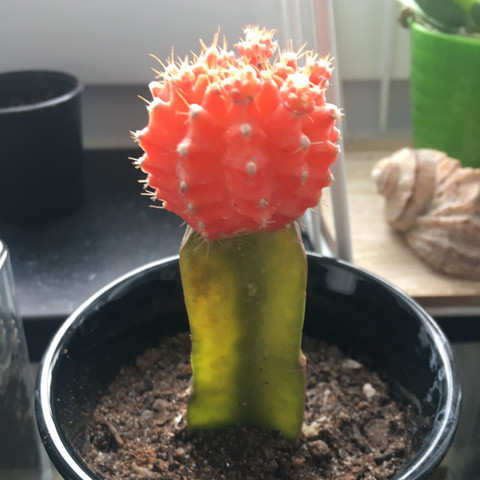 Kaktus 1 - (Gesundheit und Medizin, Pflanzen, Kaktus)