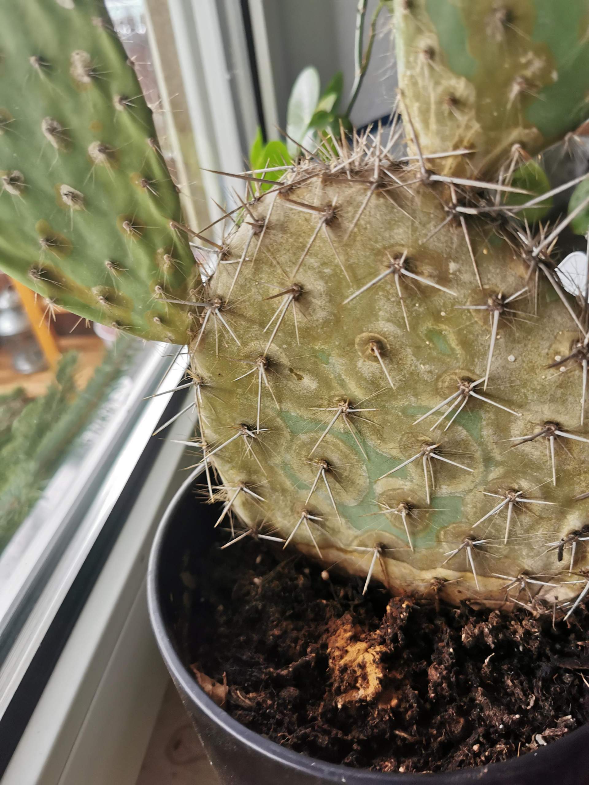 gymnocalycium reductum Gymnocalycium leeanum (aka reductum) – Kyle's Plants