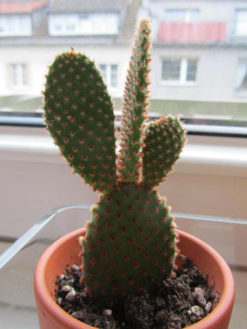 So einen Kaktus habe ich - Bild ist aus dem Internet - (Pflanzen, Garten, Blumen)
