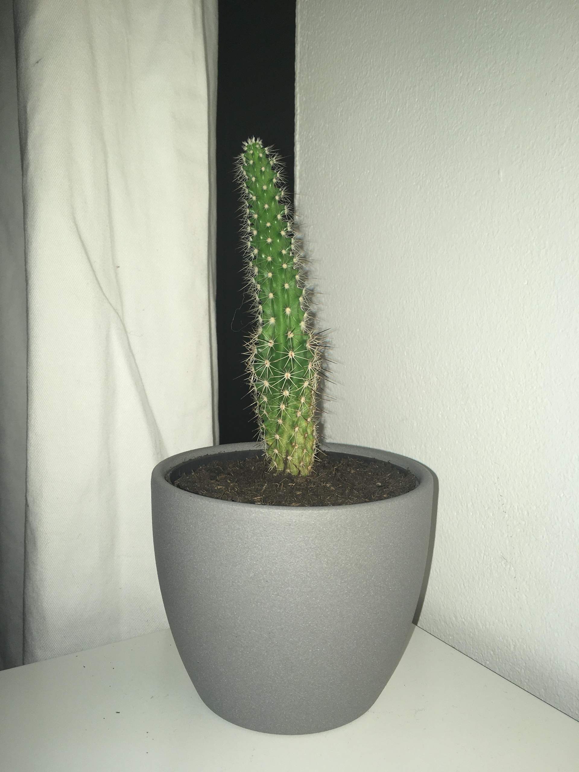 Kaktus wächst zu hoch was dagegen tun? (Gesundheit und Medizin