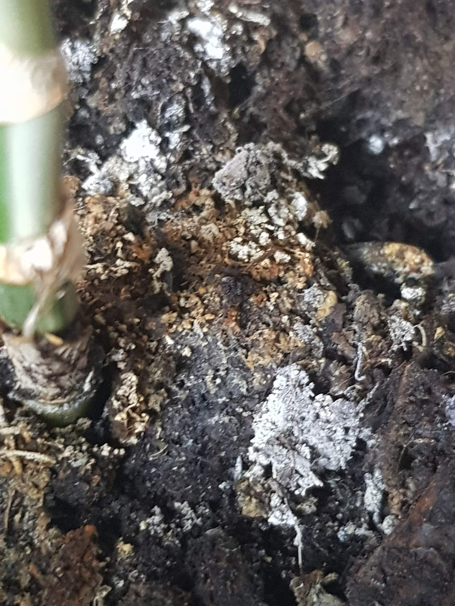 Kalk oder Schimmel auf Blumenerde? (Wasser, Pflanzen, Blumen)
