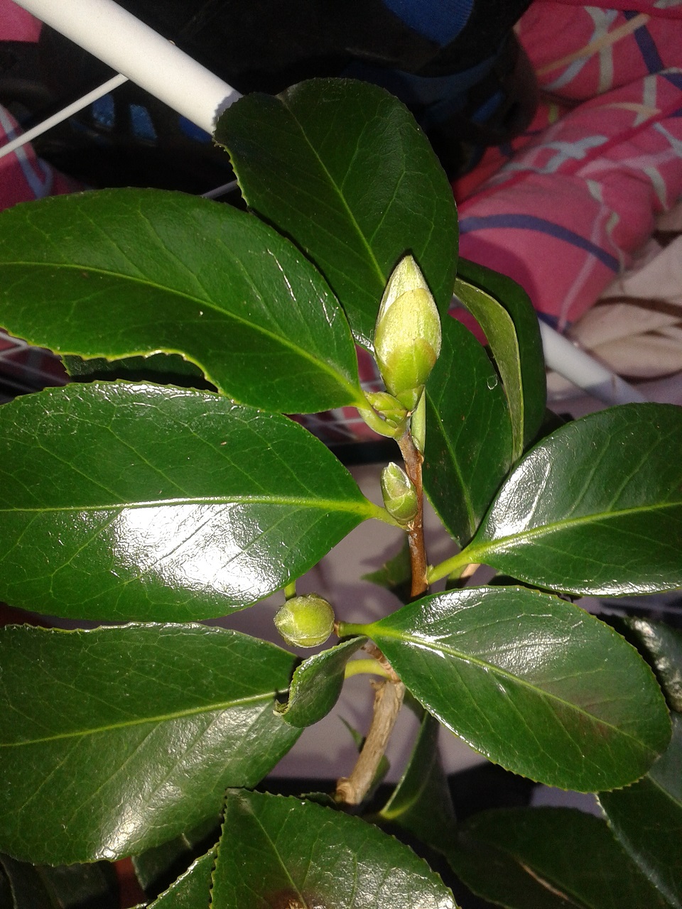 Kamelie bildet Knospen. (Pflanzen, Pflanzenpflege)