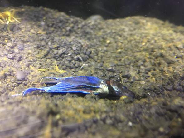 Kampf Fisch liegt am Boden/ Schwimmt nicht? (Fische, Aquarium, Aquaristik)