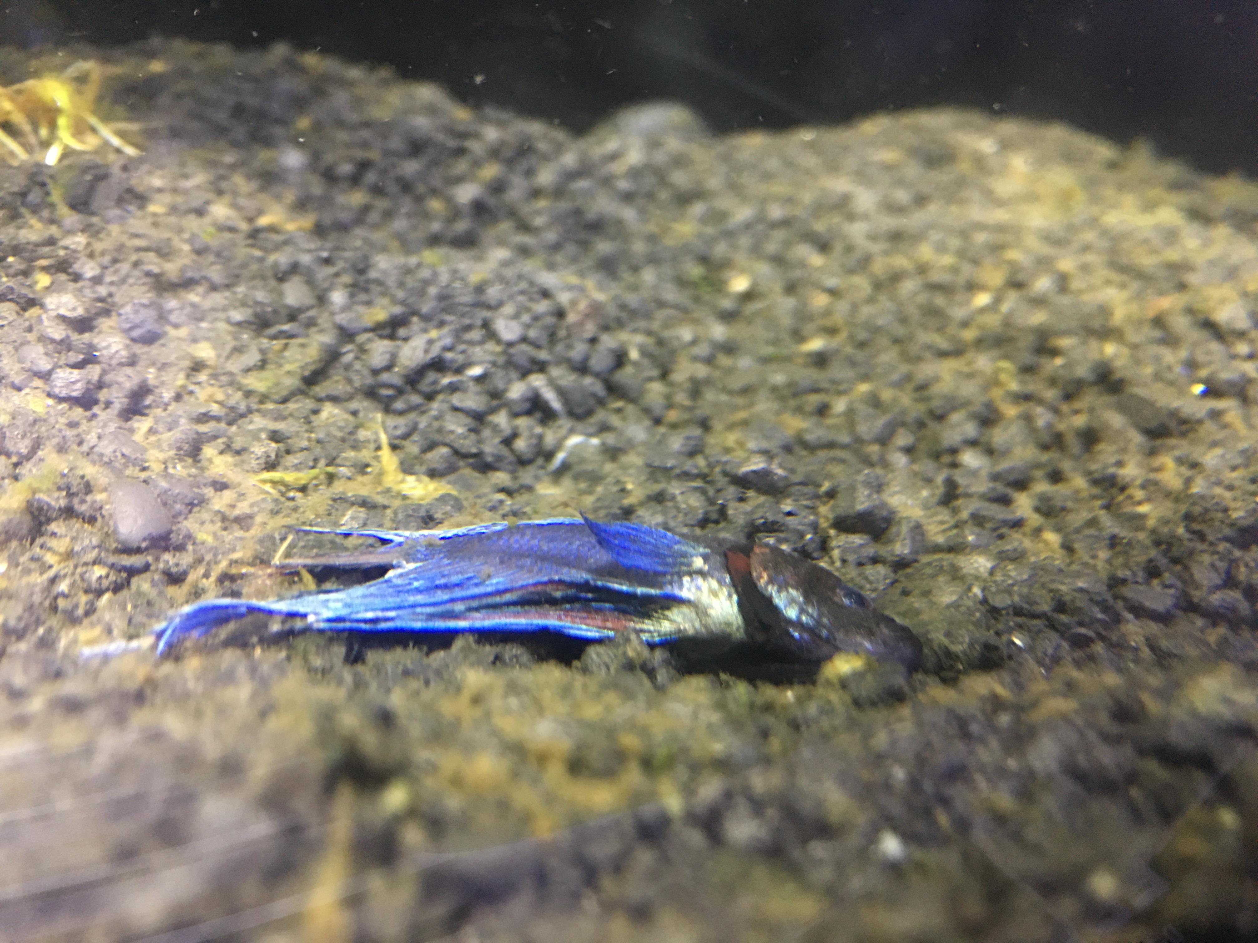 Kampf Fisch liegt am Boden/ Schwimmt nicht? (Fische, Aquarium, Aquaristik)