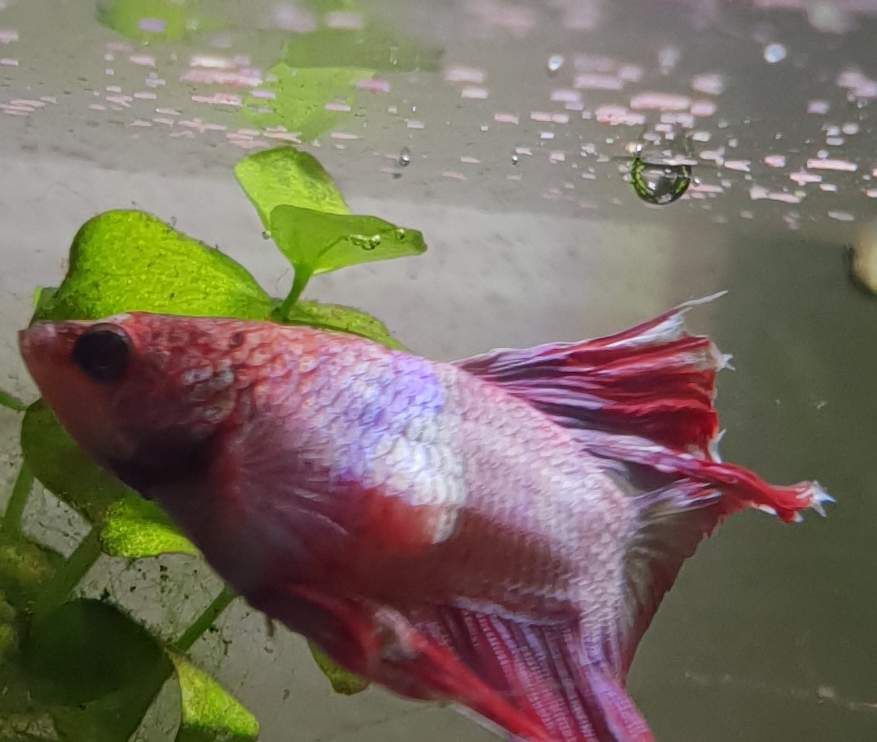 Kampffisch hat eine Beule am Bauch? (Tiere, Fische, Aquaristik)