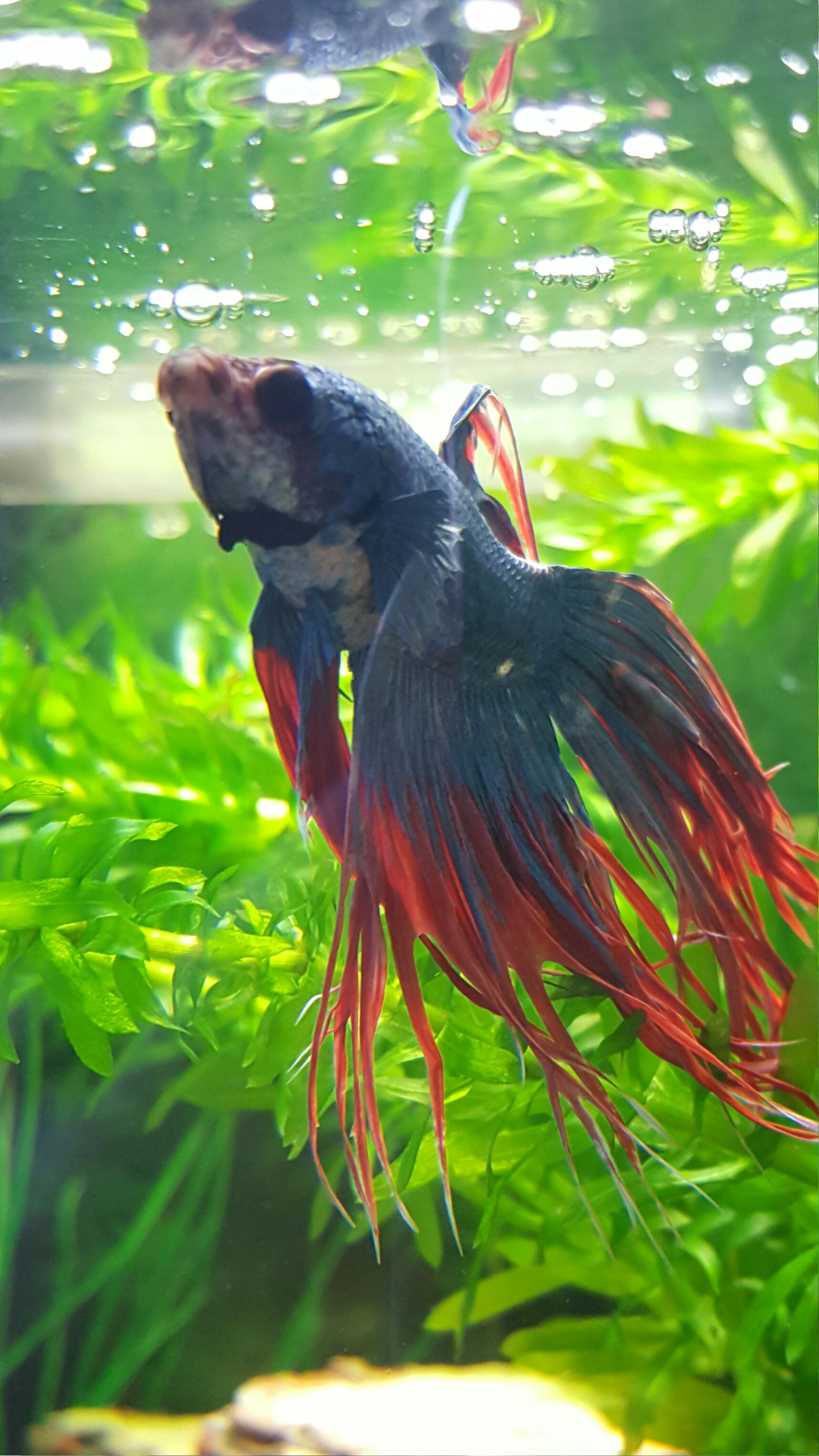 Kampffisch Männchen hat dicken Bauch, was tun? (Fische, Aquarium