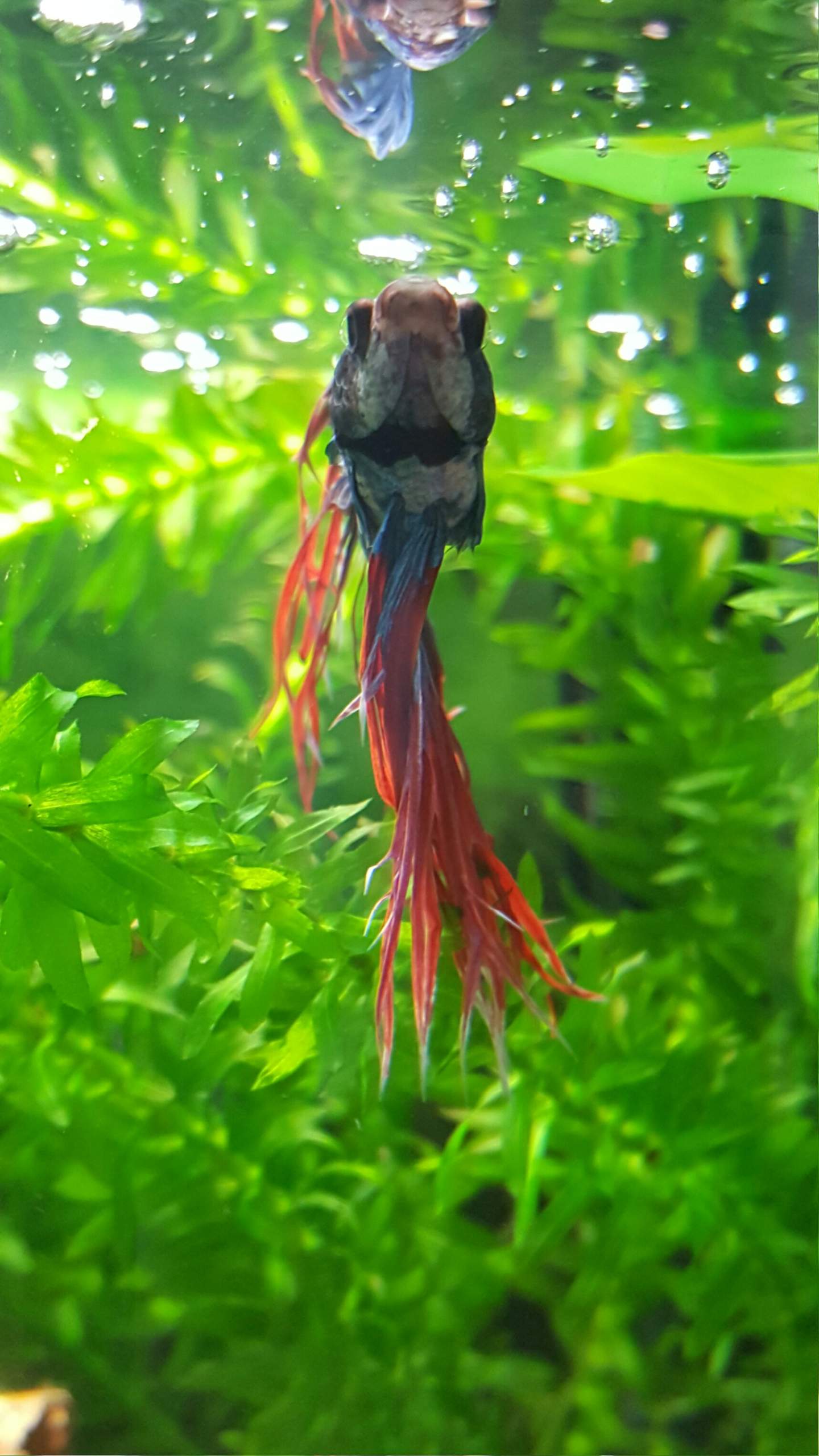 Fisch Schwimmt Senkrecht Und Hat Dicken Bauch Kampffisch Männchen hat dicken Bauch, was tun? (Fische, Aquarium