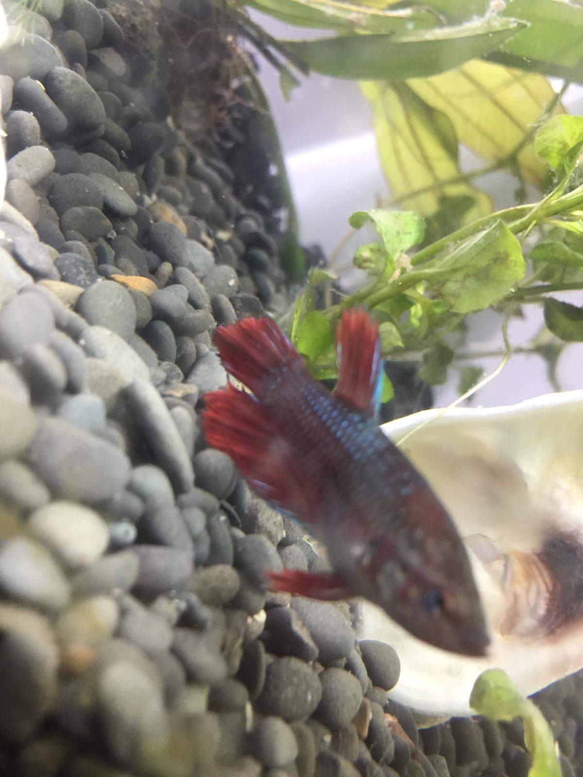 Fisch Schwimmt Senkrecht Und Hat Dicken Bauch Kampffisch Weibchen hat einen ganz dicken Bauch? (Tiere, Fische, Aquarium)