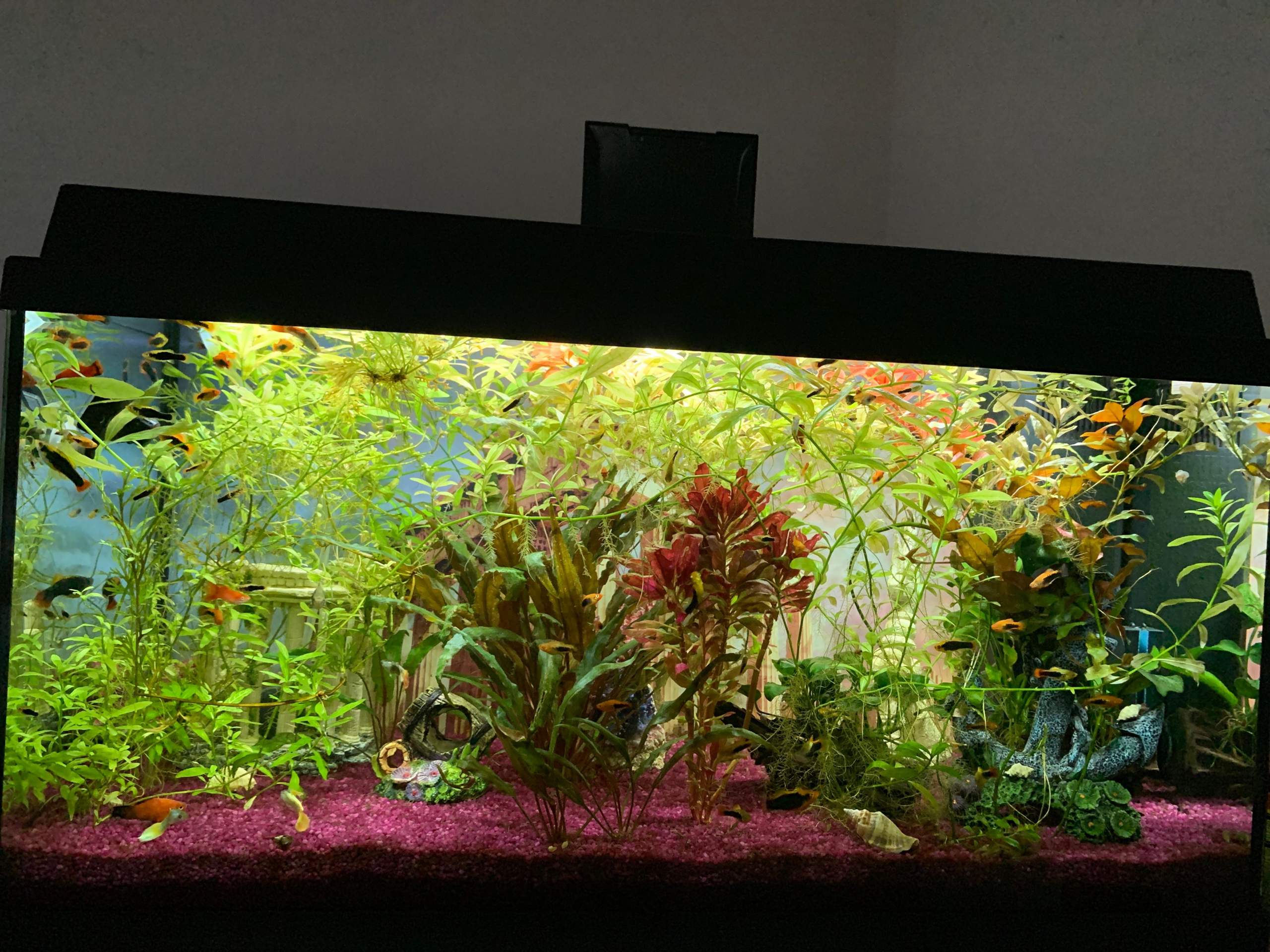 Desktop Aquarium Mit LED-Licht - Komplettset Für Kampffische & Kleintiere