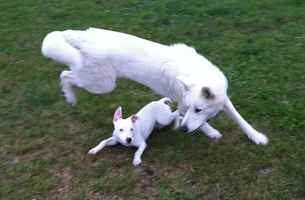 Kampfhund Listenhund Eintragen Hund Gesetz Tierschutz