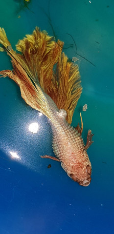 Kampffisch mit Krankheit/Bauchwassersucht? (Fische, Aquarium, Aquaristik)