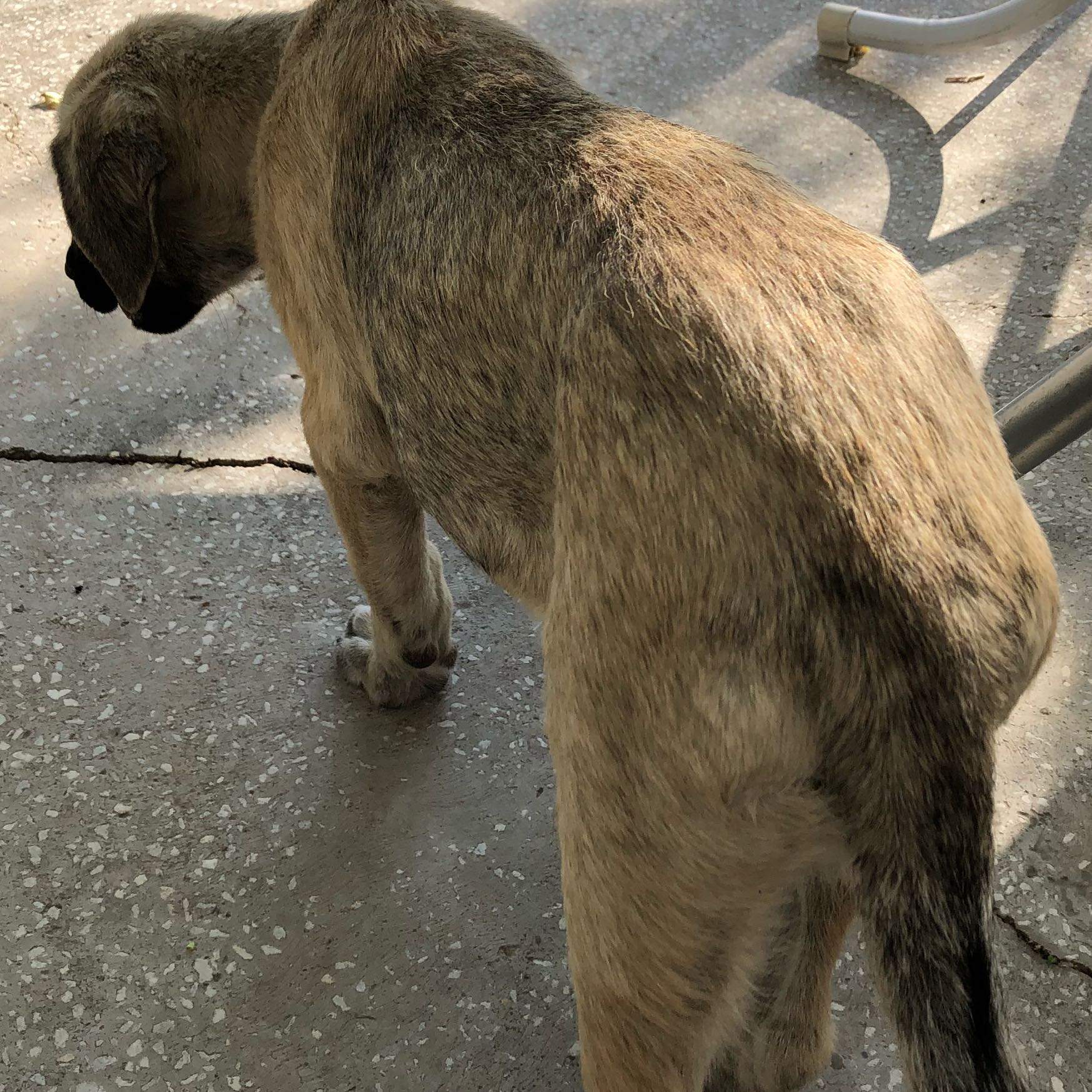 Kangal Welpe Magendrehung erbrochenes aufschlecken? (Gesundheit und