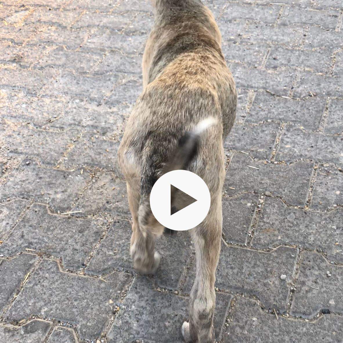 Kangal Welpe Magendrehung erbrochenes aufschlecken? (Gesundheit und