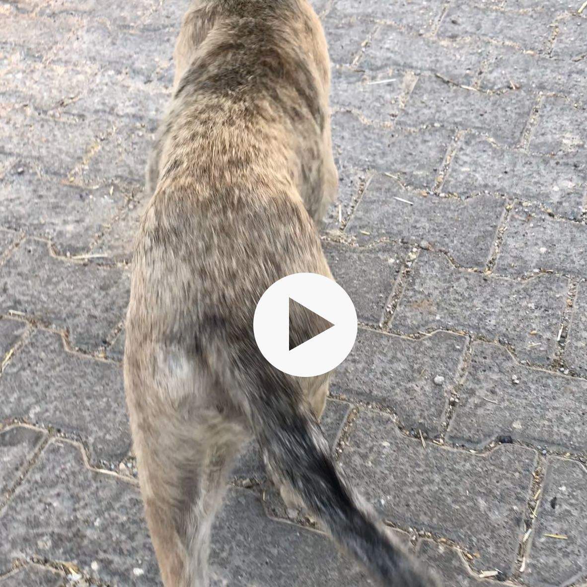 Kangal Welpe Magendrehung erbrochenes aufschlecken? (Gesundheit und