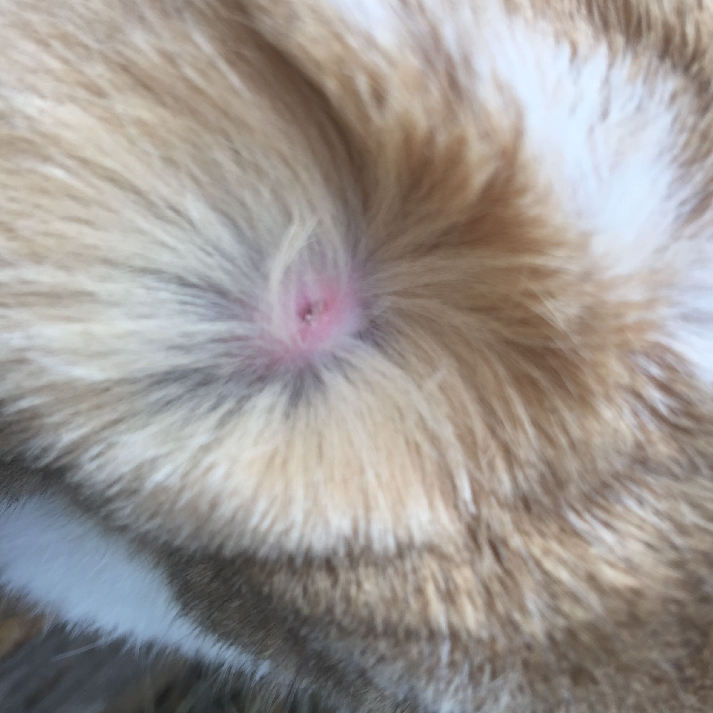 Kaninchen zecke Hilfe ? (Hasen)