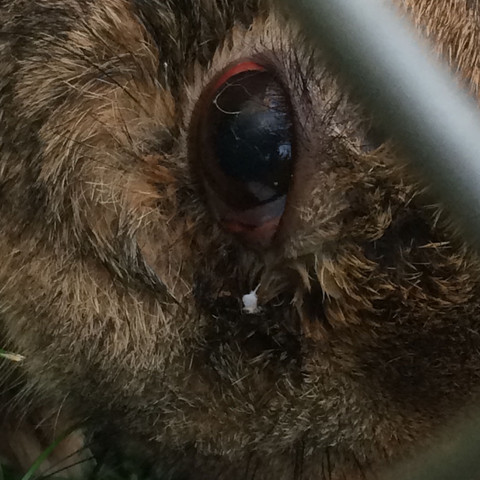 Kaninchen Augenentzundung Tiere Entzundung Notfall