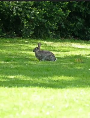 Kaninchen aus Stadtpark erlegen legal?