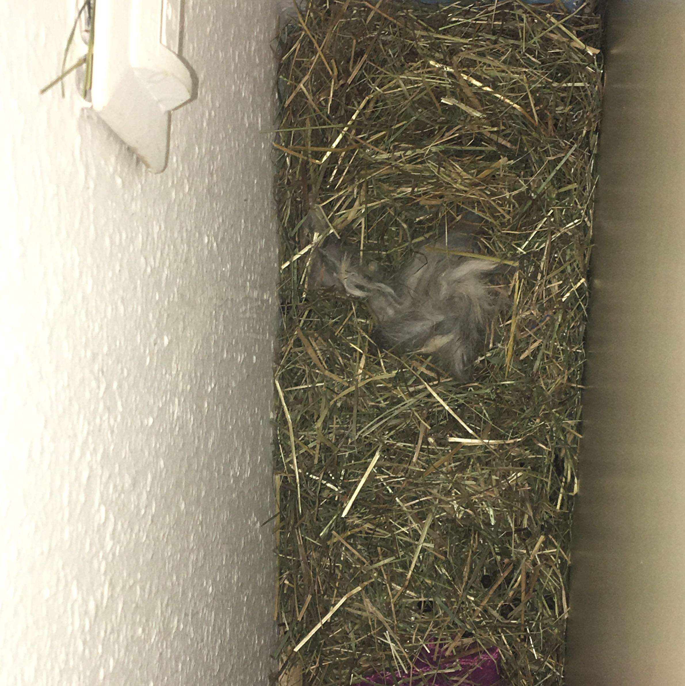 Kaninchen baut Nest darf ich es wo anders hin machen? (Tiere, Nachwuchs)