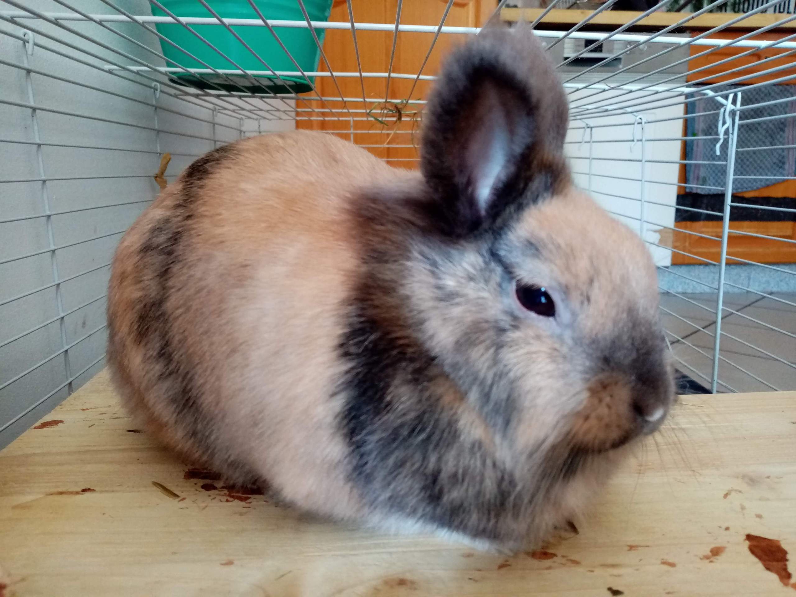 Kaninchen entlaufen was tun? (Hasen, Haltung, Kleintiere)