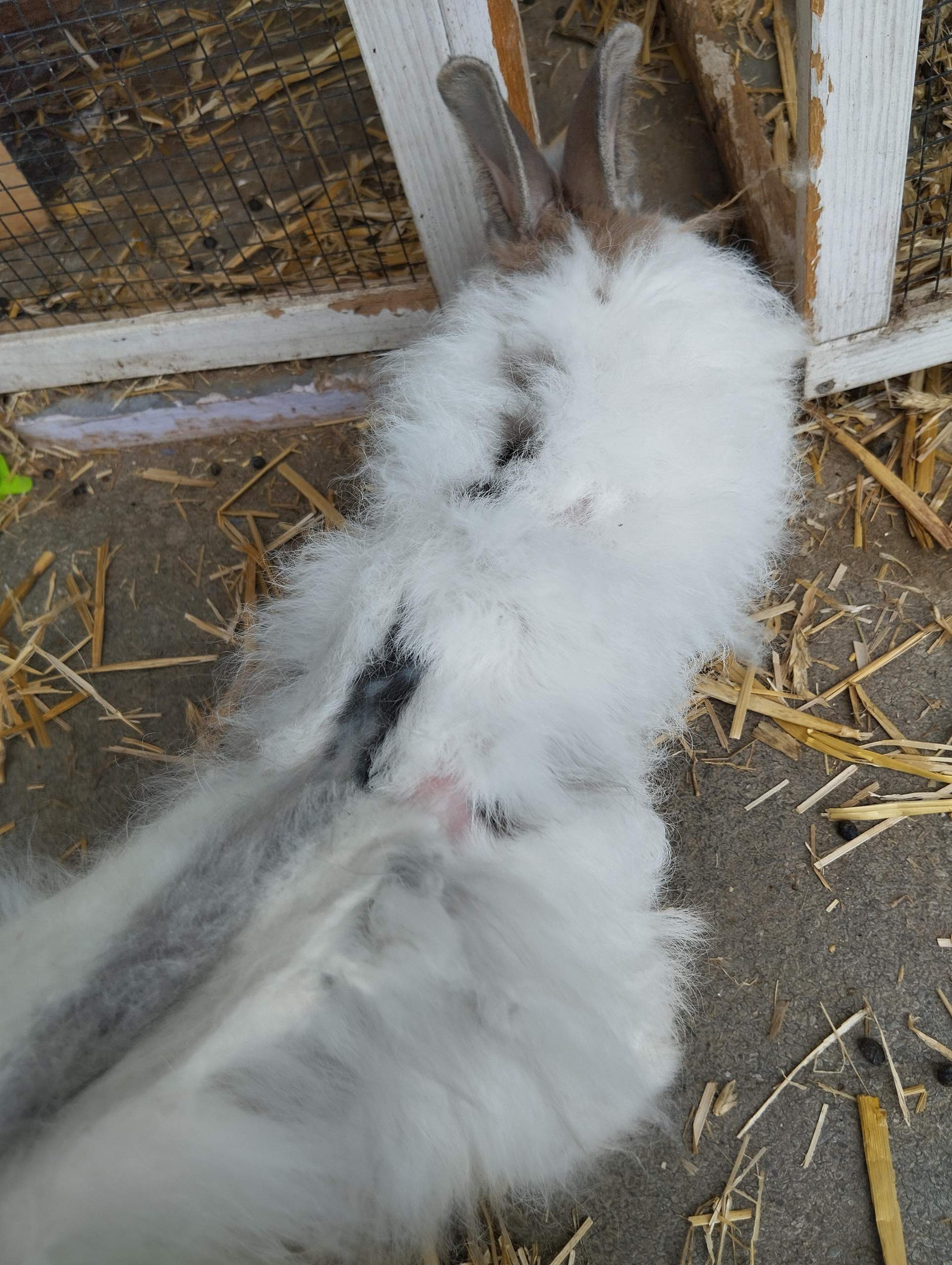 Kaninchen Fell ab!? (Hasen, Kleintiere, Kaninchenhaltung)