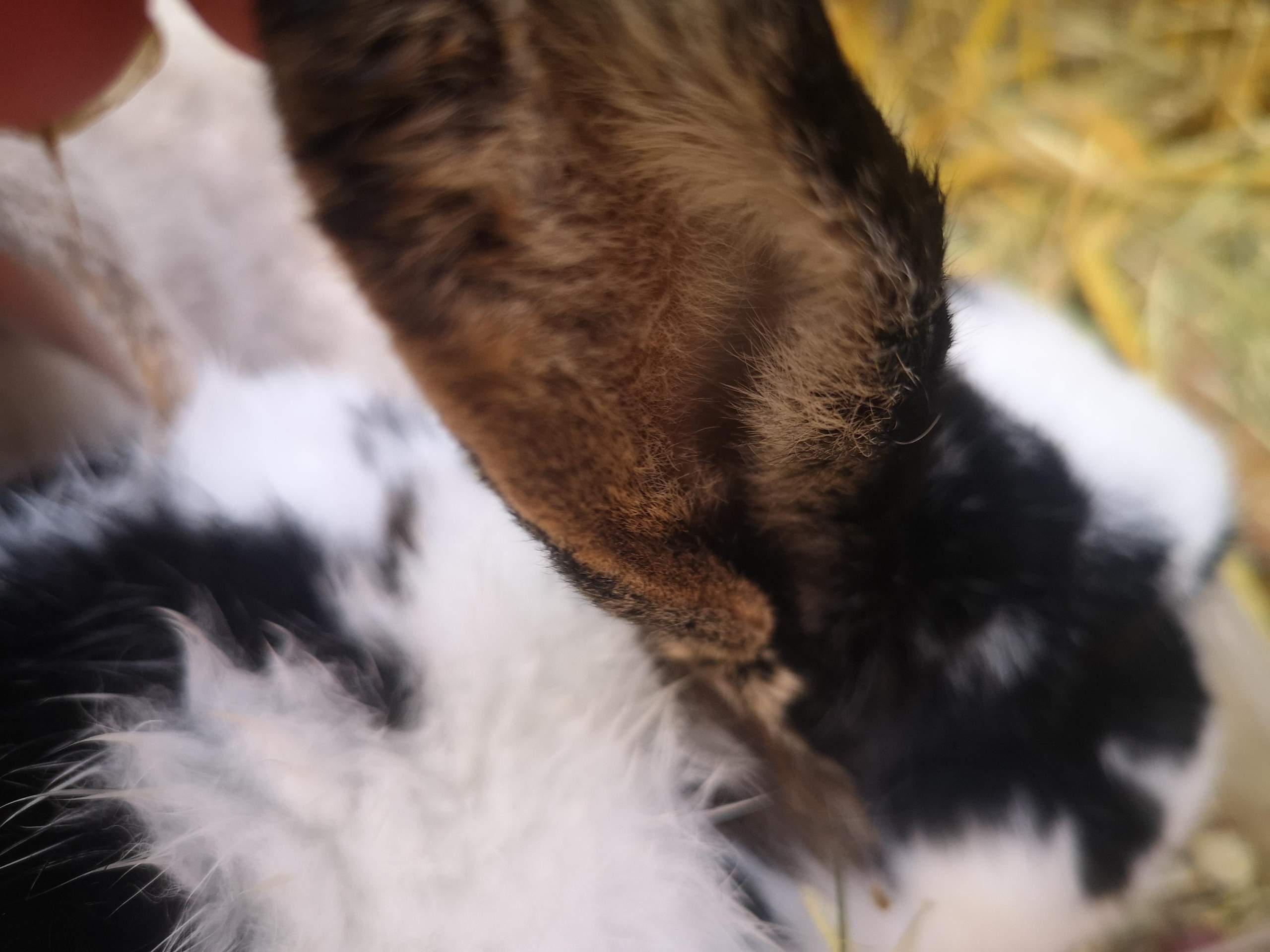 Kaninchen Fell Löcher am Ohr? (Gesundheit, Tiermedizin)