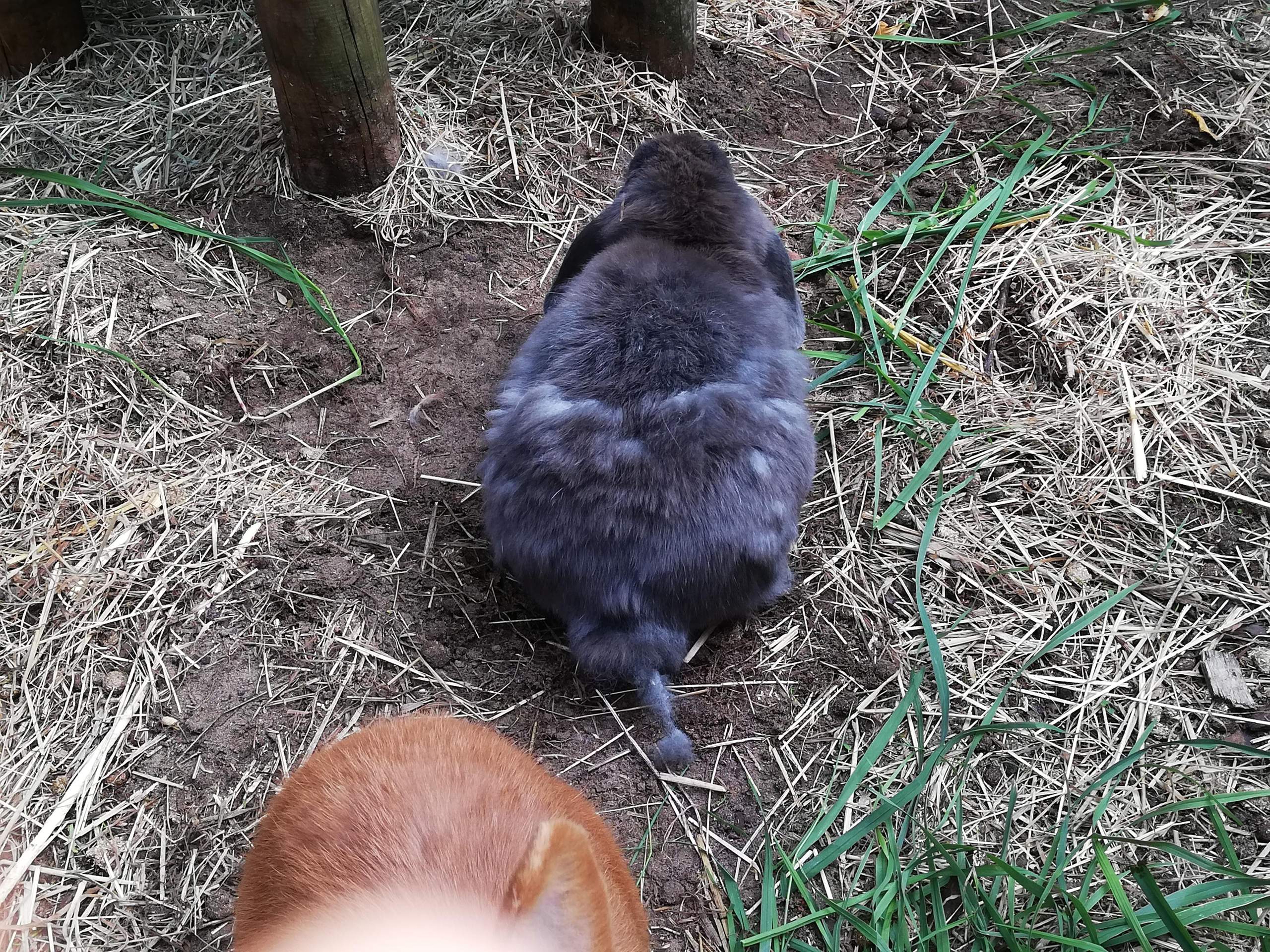 Kaninchen Fellwechsel? (Gesundheit, Zwergkaninchen, Fell)