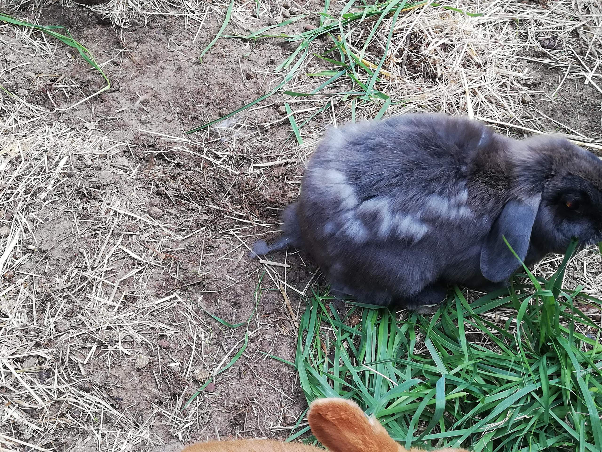 Kaninchen Fellwechsel? (Gesundheit, Zwergkaninchen, Fell)