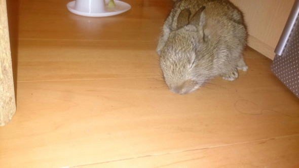 Kaninchen gefunden ist es ein Wild oder Hauskaninchen? (Tiere