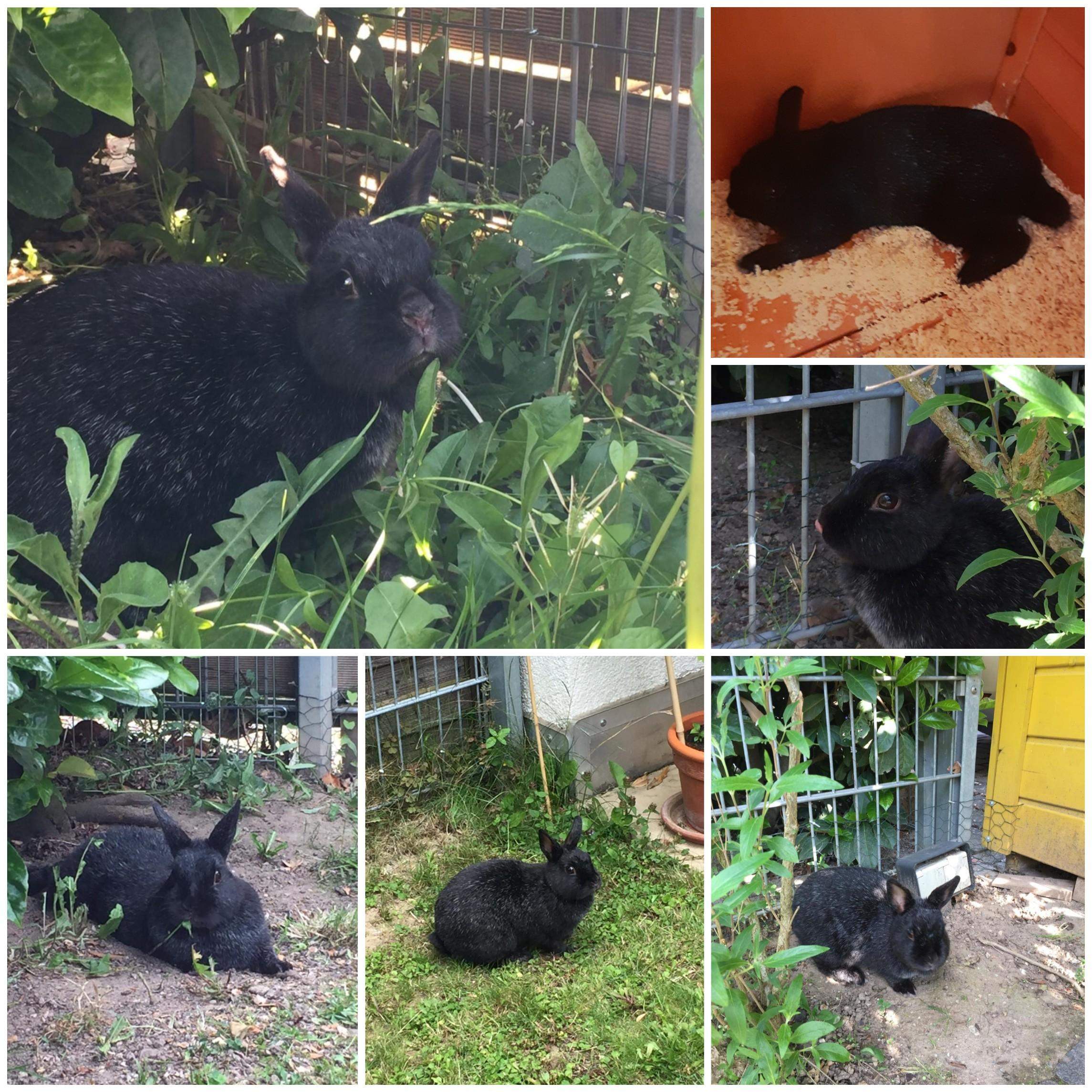 Kaninchen gestorben, jetzt sehr traurig. Wie Trauer verarbeiten? (Tod ...