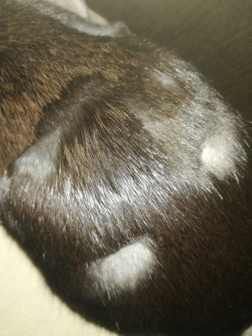 kaninchen haare nachwachsen rasieren