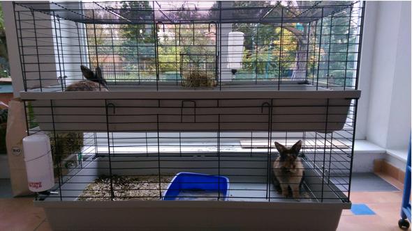 getrennter Käfig - (Tiere, Kaninchen, Haltung)