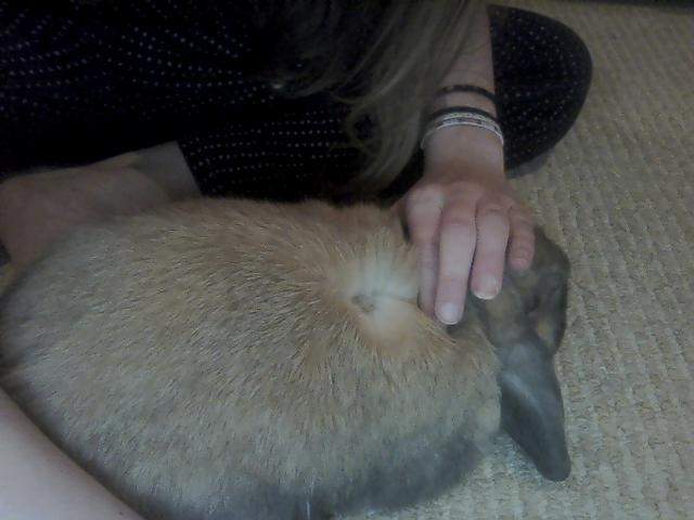 Kaninchen Hat Kahle Stellen Im Fell Kaninchen hat kahle stelle?! (Krankheit, Zwergkaninchen, Kahle Stellen)