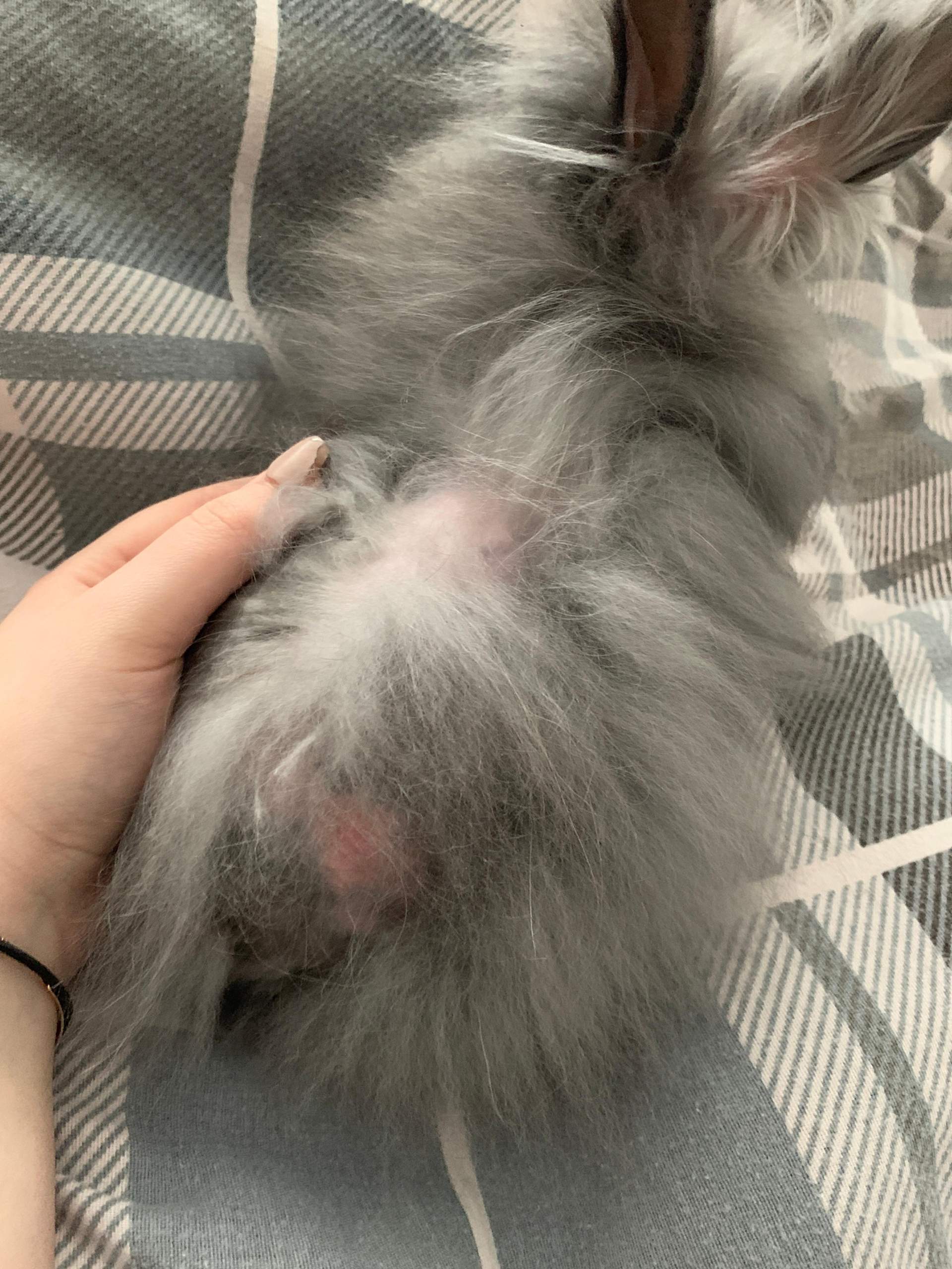 Kaninchen Hat Kahle Stellen Im Fell Kaninchen hat kahle stelle? (Haare)