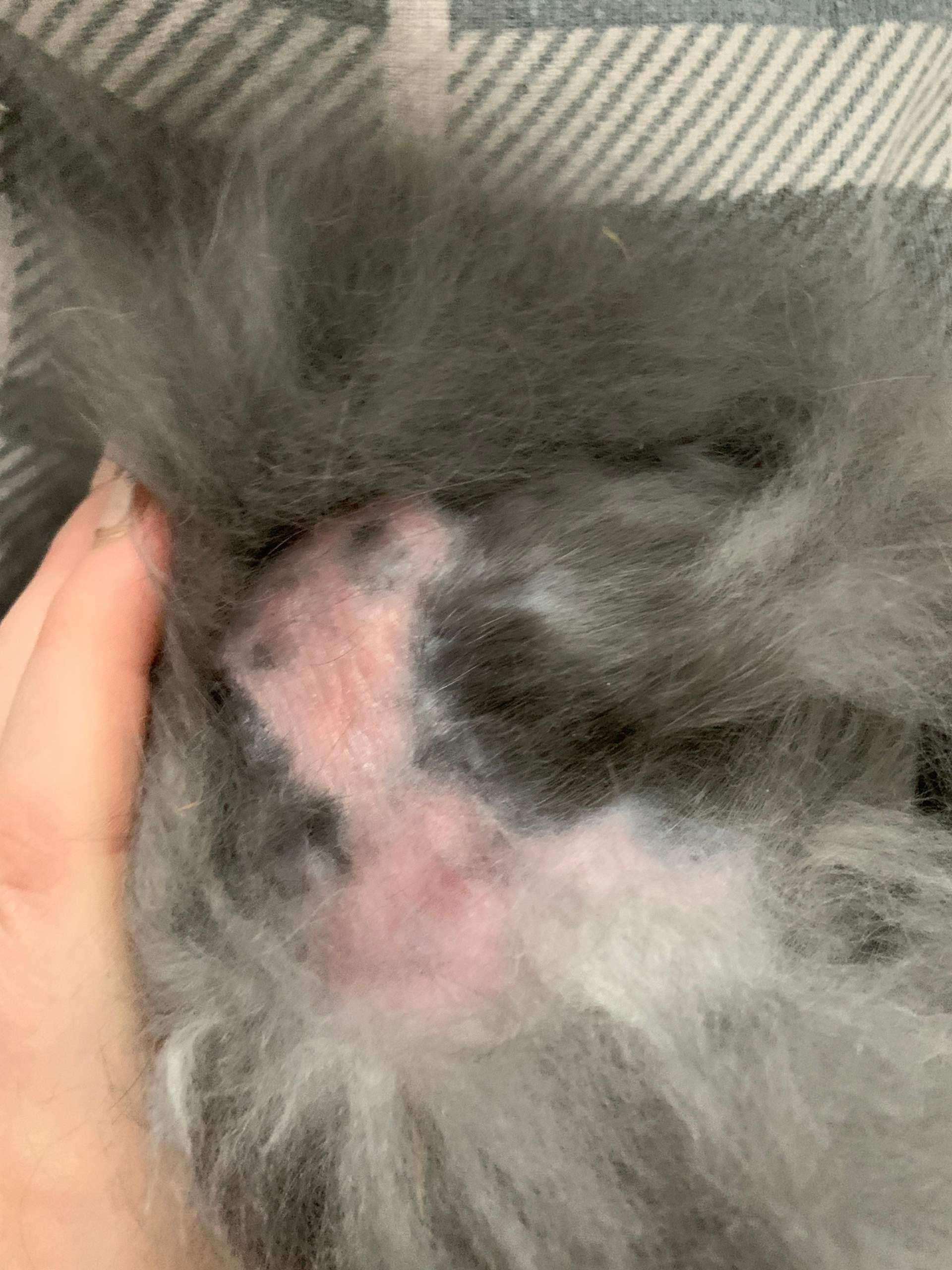 Kaninchen Hat Kahle Stellen Im Fell Kaninchen hat kahle stelle? (Haare)