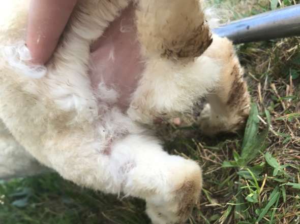 kaninchen hat kahle stelle am po