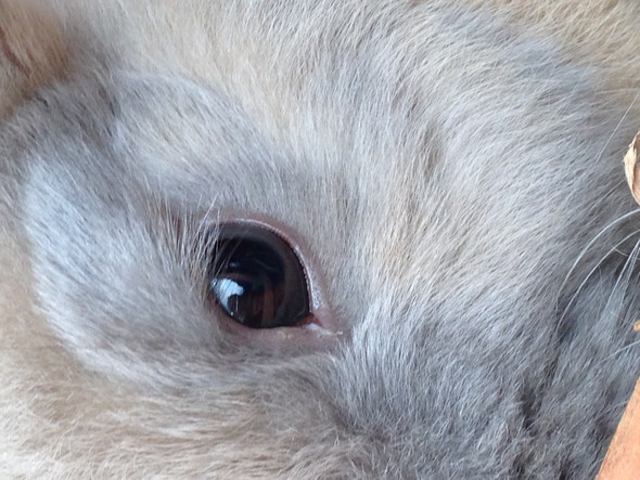 Kaninchen Hat Rote Augen Ringe Normal Oder Nicht Normal Tiere Kaninchen Hat Rote Augen Ringe Normal Oder Nicht Normal Tiere
