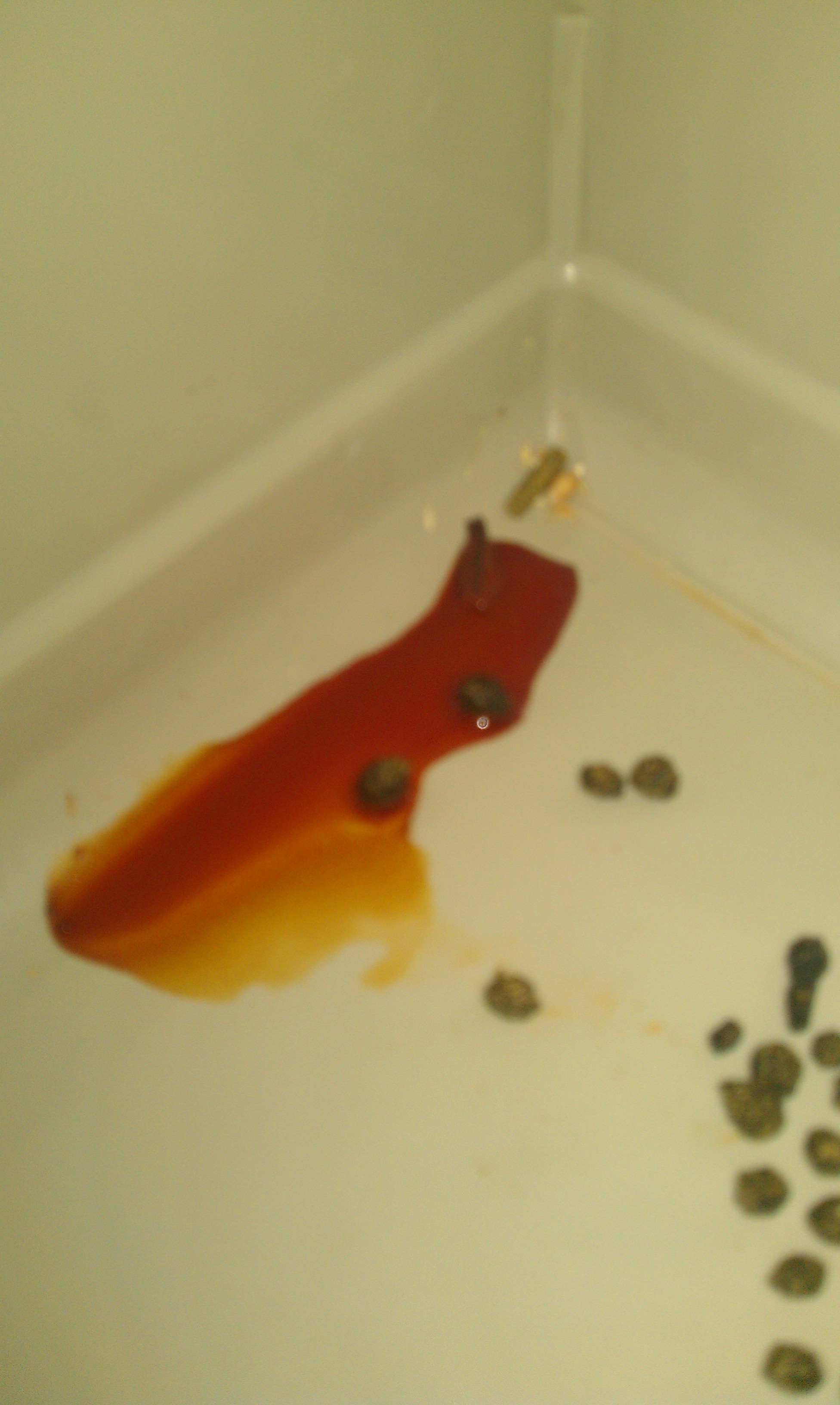 Kaninchen Hat Roten Urin Vielleicht Sogar Blut Darin Kaninchen Hat Roten Urin Vielleicht Sogar Blut Darin