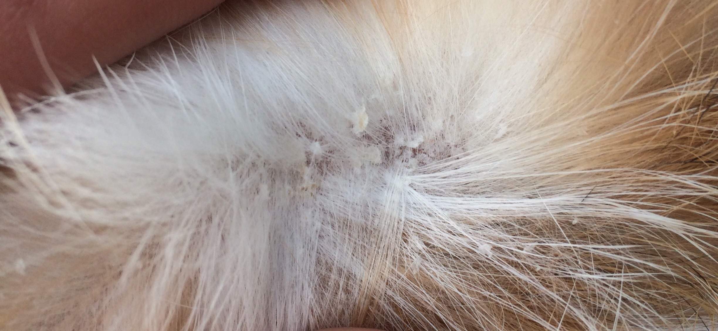 Kaninchen hat Schuppen? hilfe Kaninchen hat Schuppen? hilfe