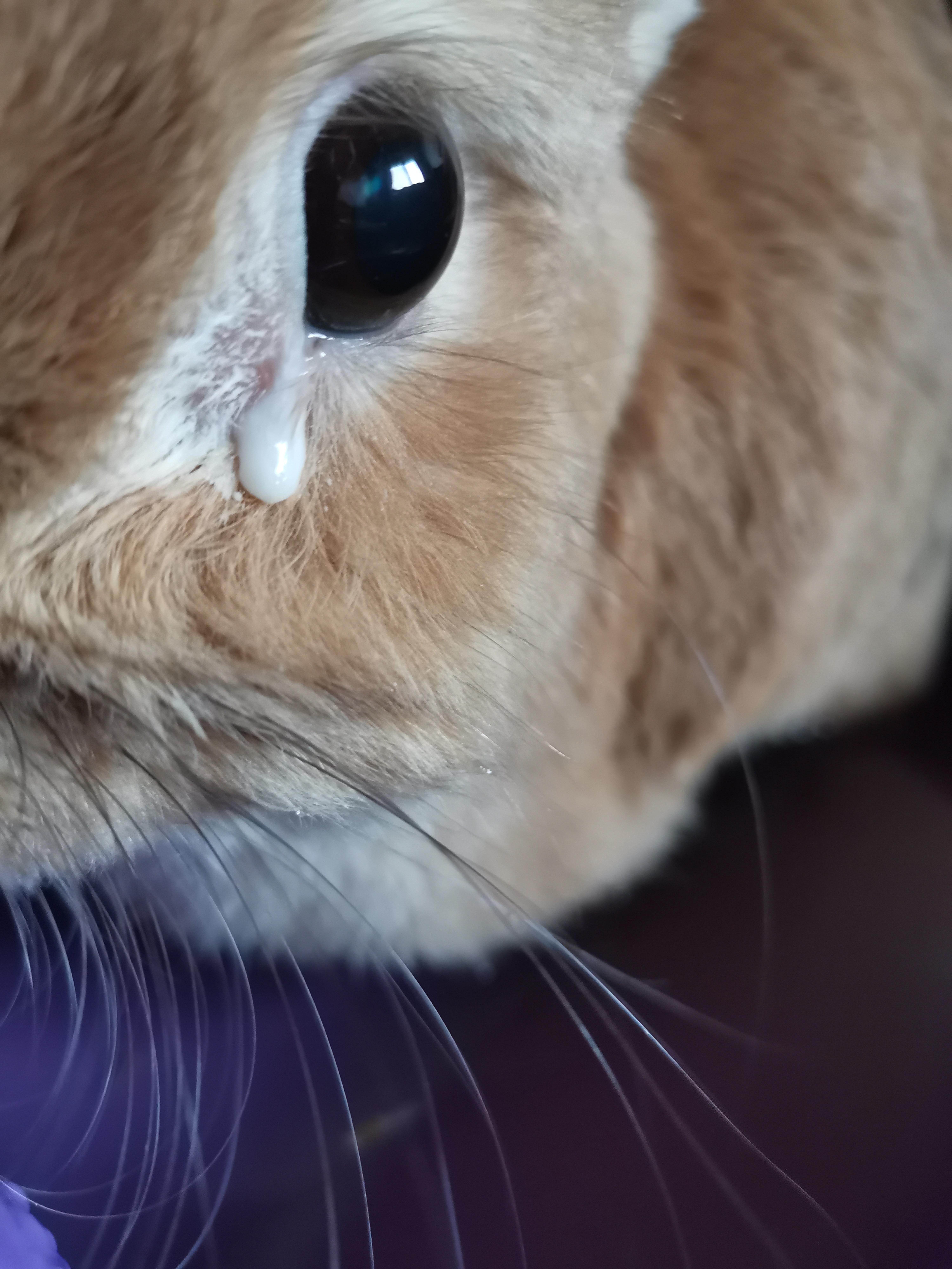 Kaninchen Hat Weisse Flussigkeit Am Auge Gesundheit Tiere Augen