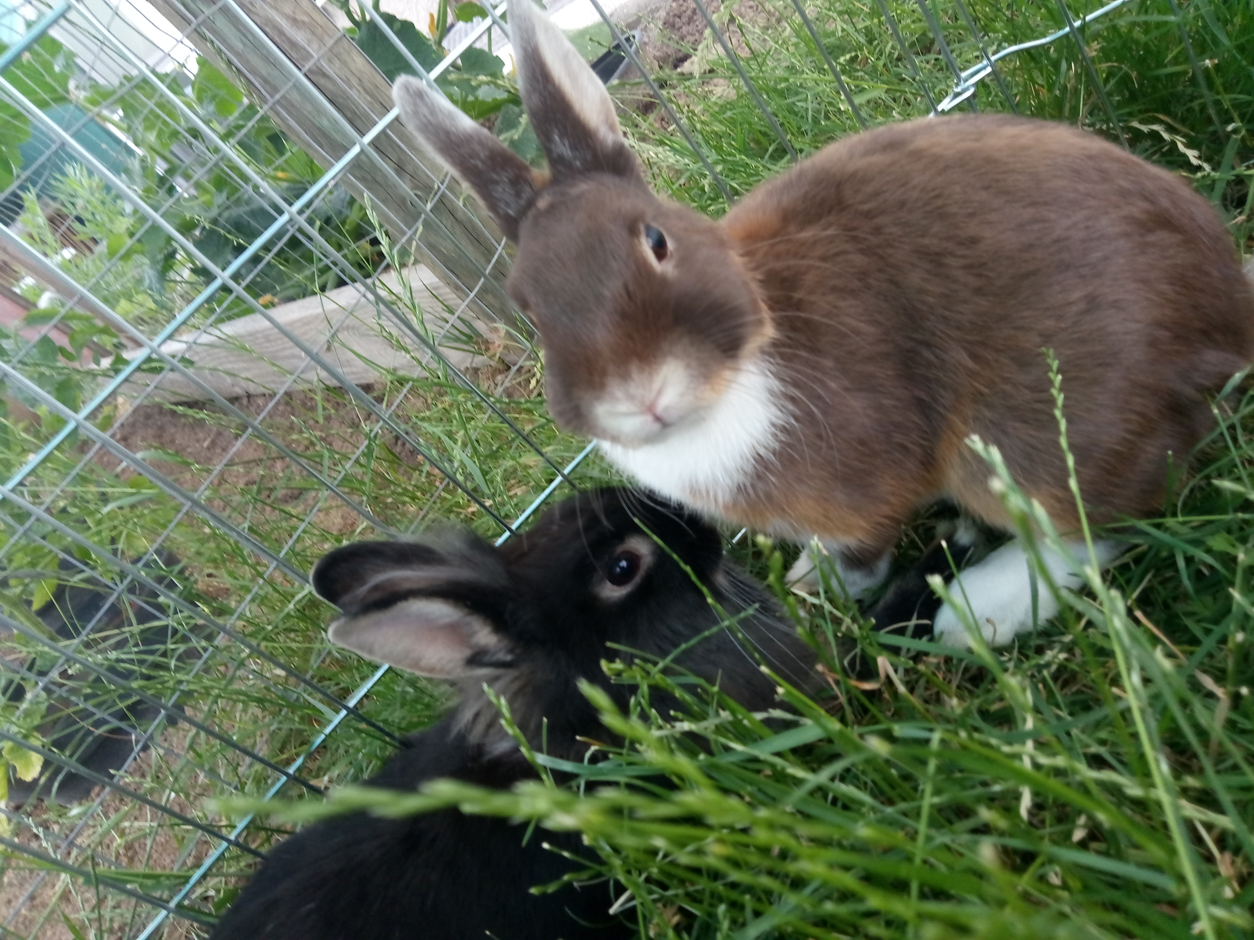 Rammelt kaninchen Kaninchen