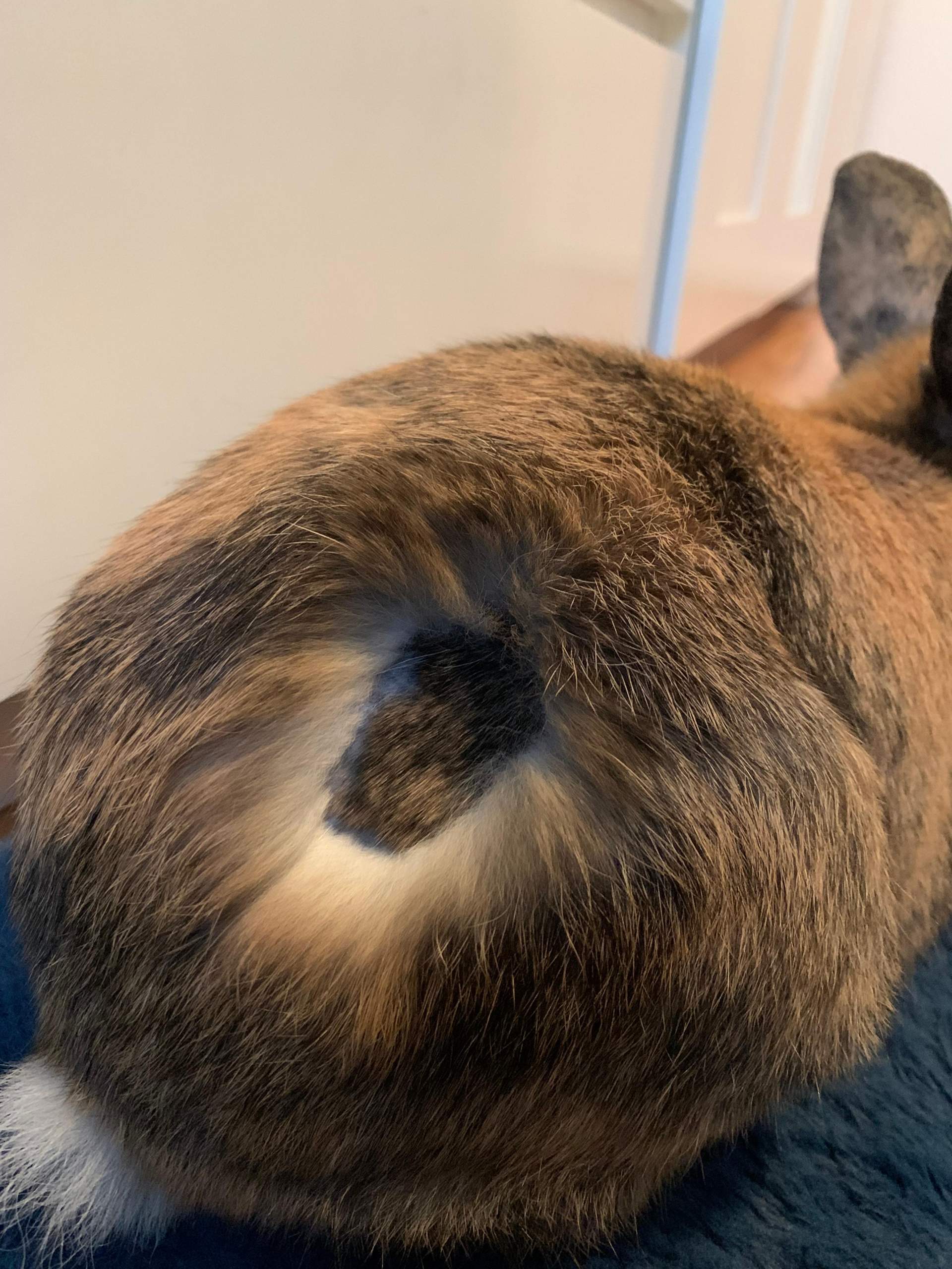 Hase Rupft Anderen Hasen Fell Aus Kaninchen isst nicht mehr und hat nur auf eine Stelle fell Wechsel