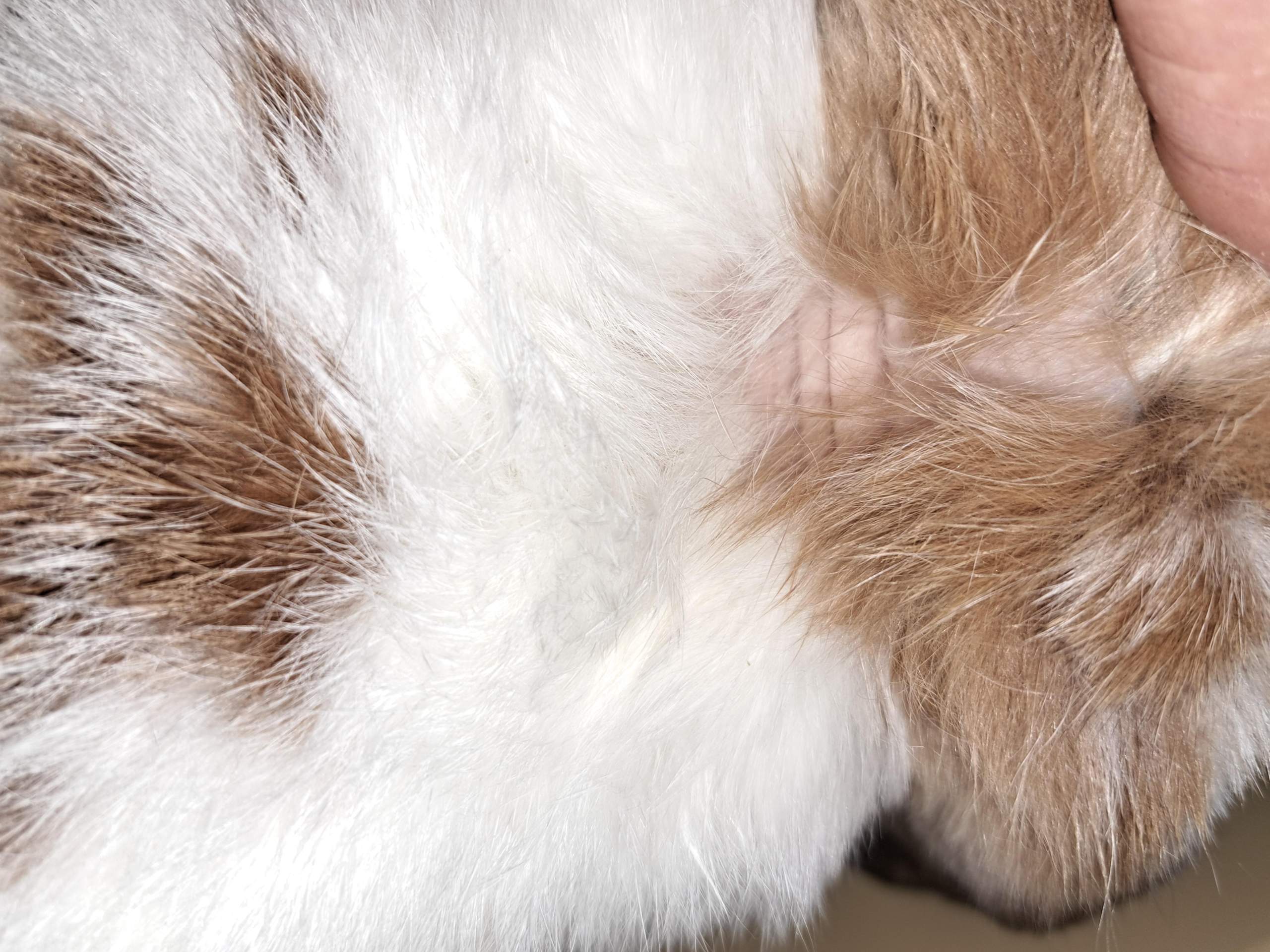 Kaninchen Hat Kahle Stellen Im Fell Kaninchen kahle Stelle nacken? (Gesundheit, Tiermedizin, Fellwechsel)