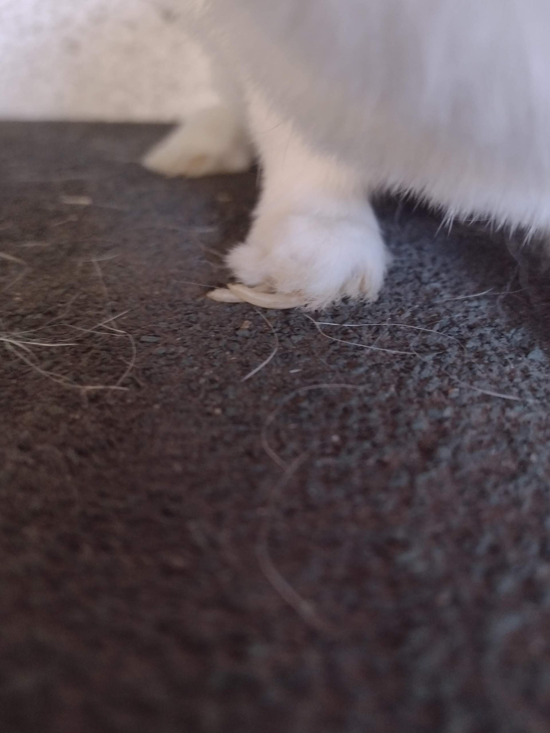 Kaninchen Krallen nach außen? (Tiere, Haustiere)