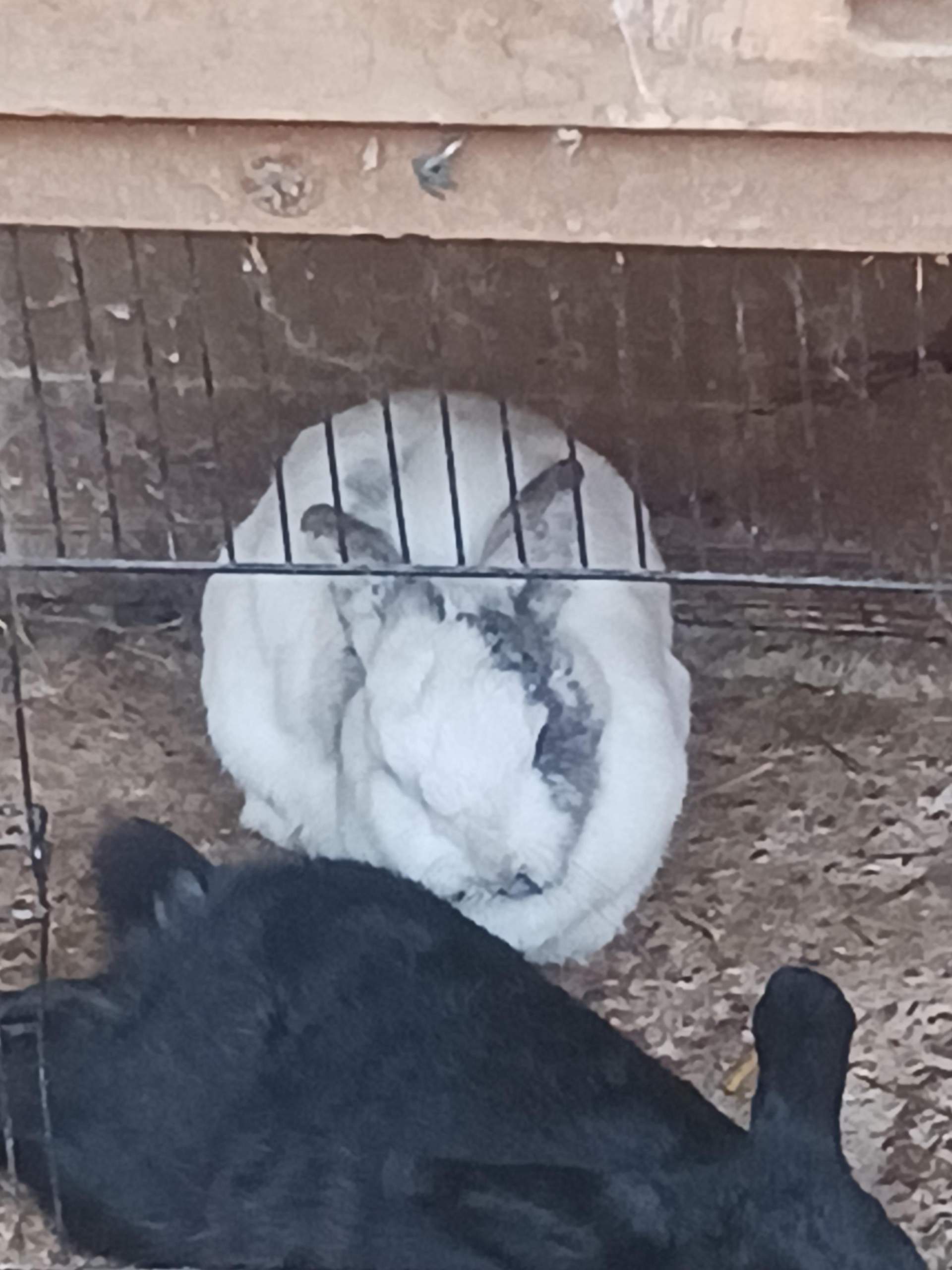 Kaninchen krank ansteckend? (Gesundheit, Tiermedizin, Zwergkaninchen)