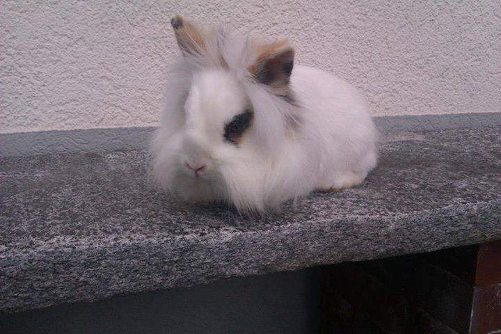 kaninchen langhaar uber winter nicht raus tiere