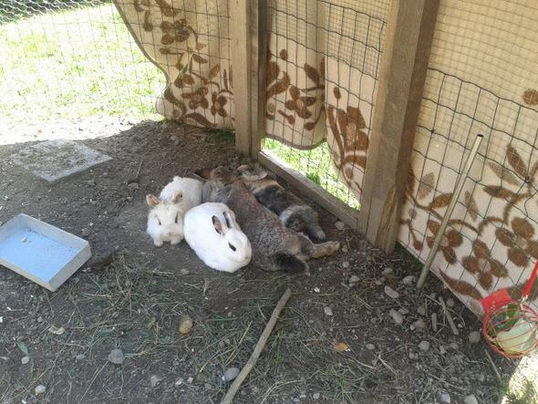 kaninchen - (Tiere, Kaninchen)