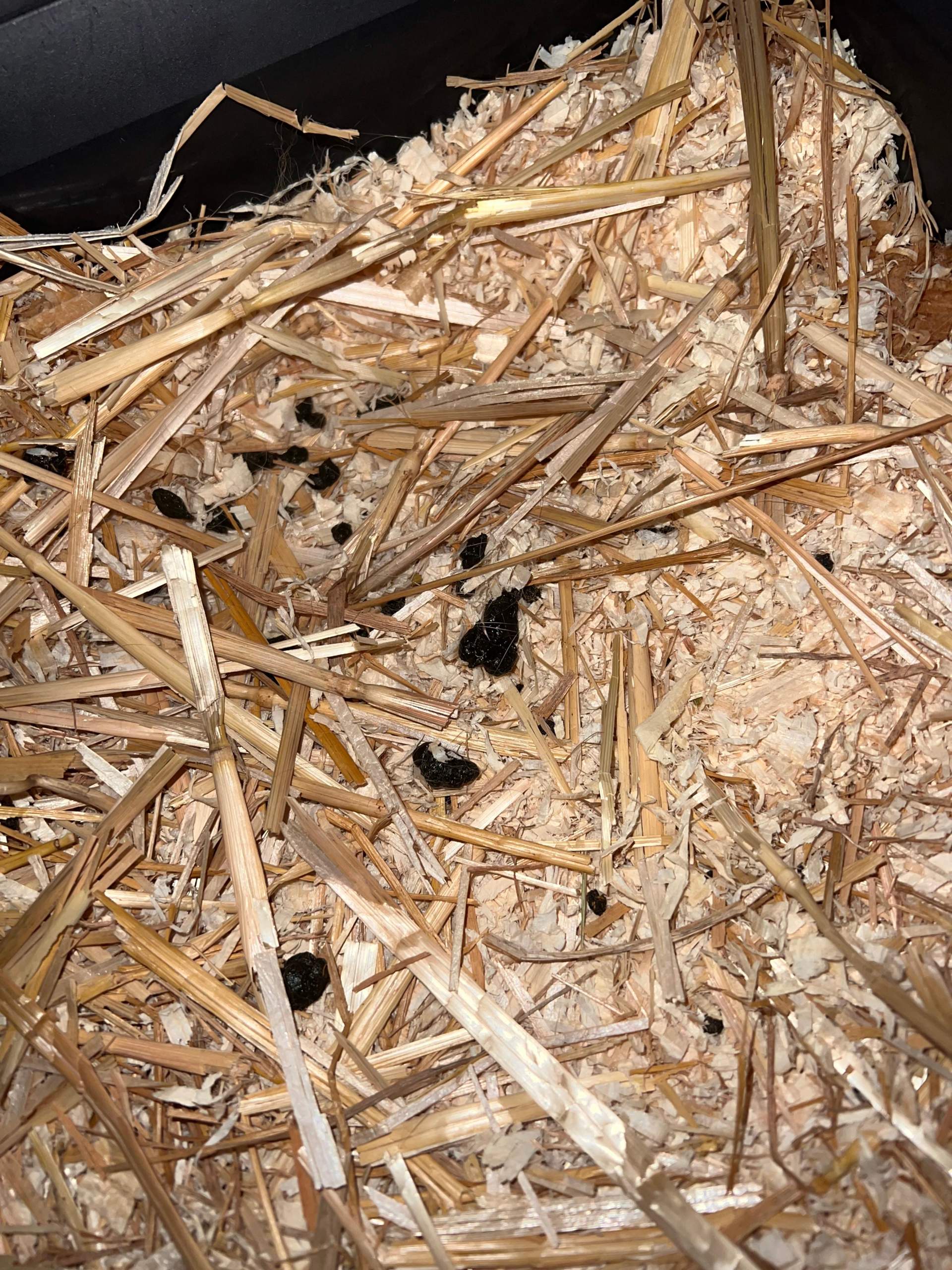 Kaninchen machen viel Blinddarmkot? (Tiere)